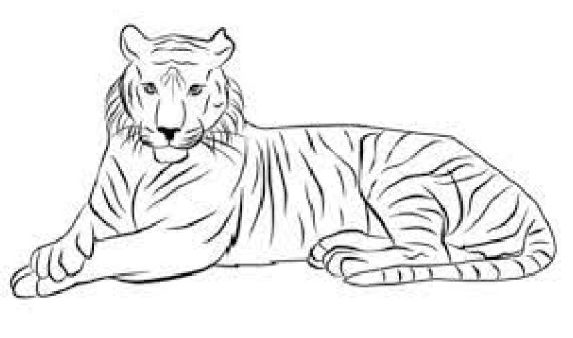 Ilusatrasi Harimau,  Harimau Sumatera kembali menampakkan diri di kawasan perkebunan Desa Sebilo Kecamatan Bengkulu Selatan