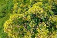 Salah satu lahan cengkeh milik warga di kecamatan Maje yang belum di panen, Selasa (23/07/2024)