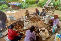 Ibu-ibu rumah tangga Nasal Kabupaten Kaur, tengah melakukan aktivitas pengupasan buah pinang, Jumat (19/01). (foto: Ahlan/Penarafflesia.com)