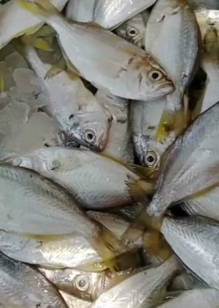 Adv