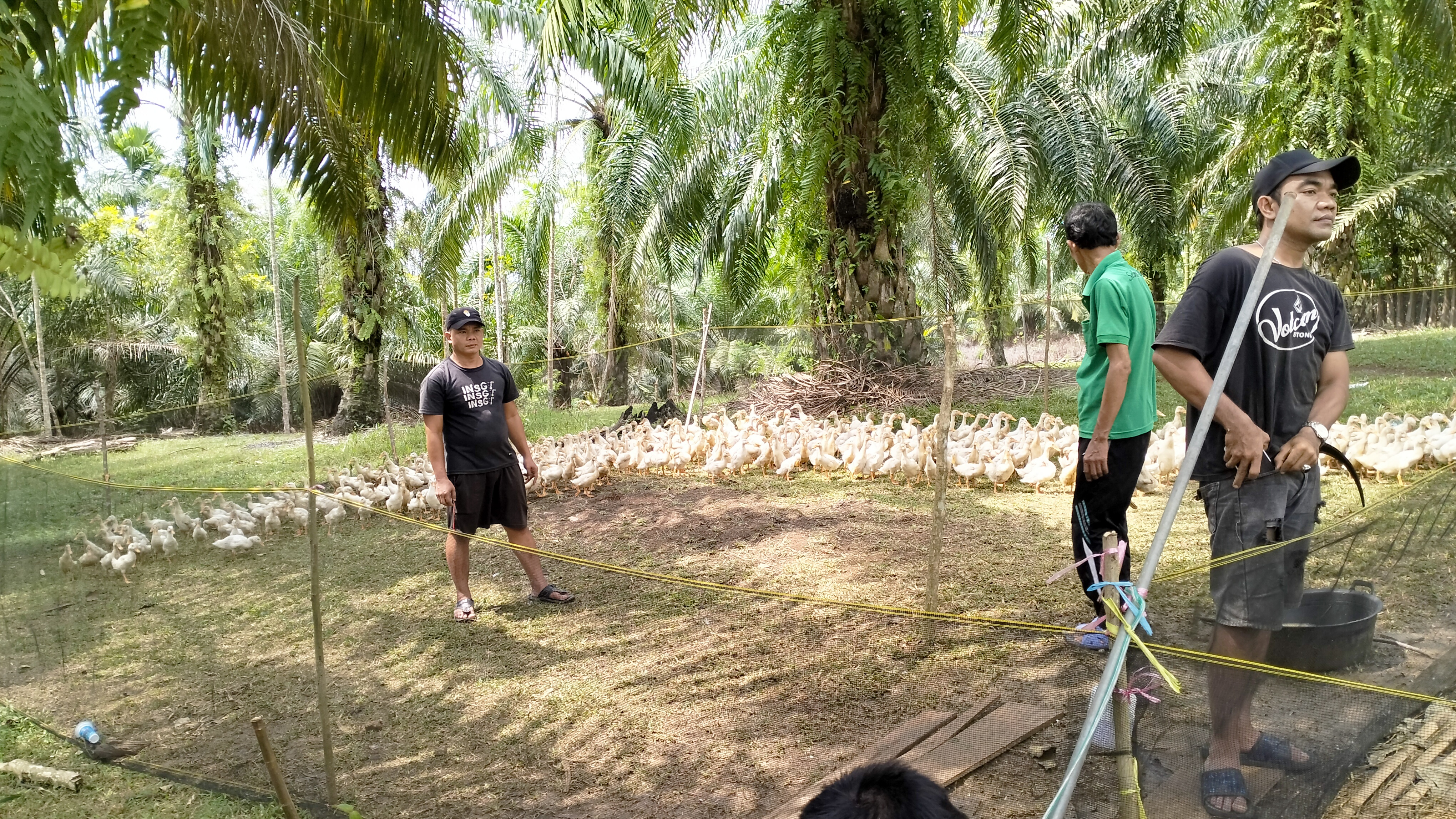 Poto ribuan Entok/Bebek saat ingin di bagikan ke masyrakat