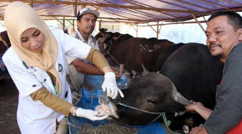 CEK SAPI KURBAN