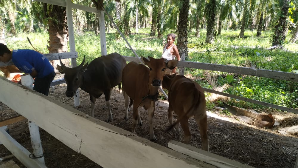 Pembelian sapi untuk penggemukan