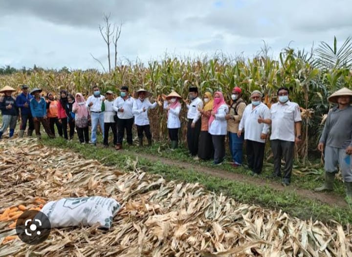 Ketua DPRD menghadiri Panen Raya di Kecamatan Lubuk Pinang