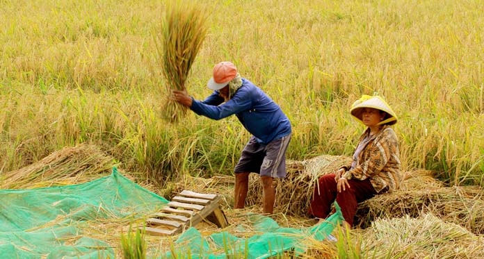 harga jual gabah padi