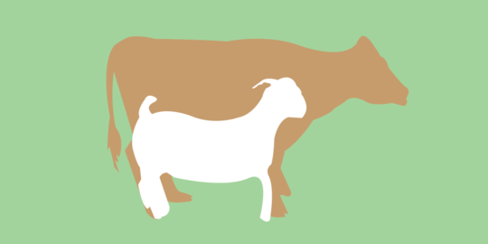 sapi