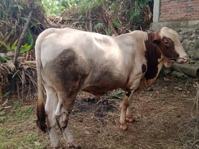 sapi