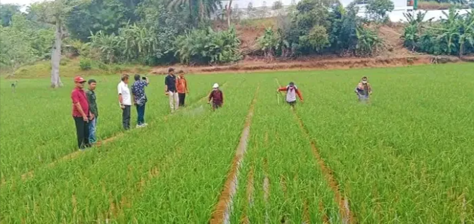 sawah di bengkulu sidak