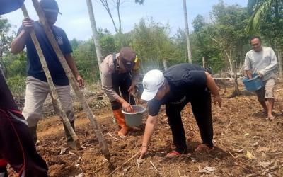 Penanaman jagung bersama  kades, dan BPD sinar Mulya, Selasa (9/9/2025).