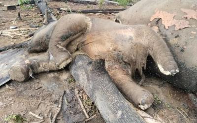 Induk betina dan satu ekor anak gajah mati, Poto/dok:Bksda