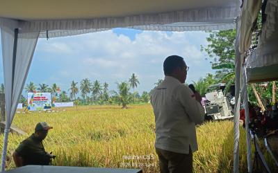 Hamparan sawah siap dipanen