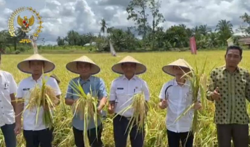 Ketua DPRD menghadiri Panen Raya di Kecamatan Lubuk pinang, Kamis (11/10).