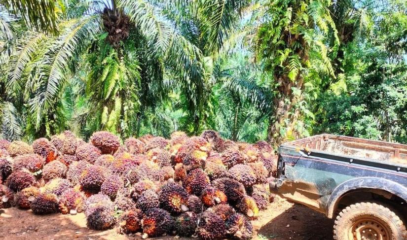 TBS Sawit yang baru selesai dipanen.