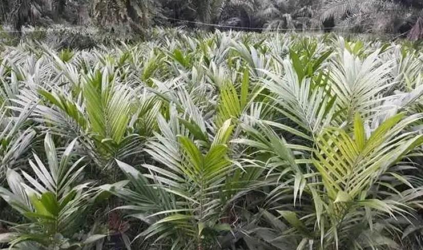 Bibit kelapa sawit/dok.net