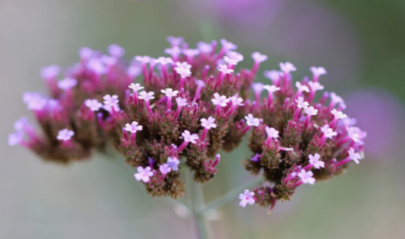 Bunga verbena/dok.pixabay