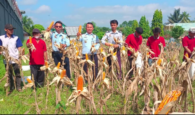 Lembaga Pemasyarakatan Kelas IIB Arga Makmur Kantor Wilayah Kementerian Hukum dan HAM Bengkulu melakukan Panen Jagung