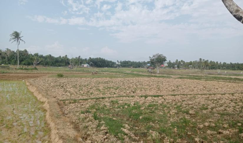 Sebabkan Tanah Kering Dan Sulitkan Petani Mengairi Sawah di Mukomuko