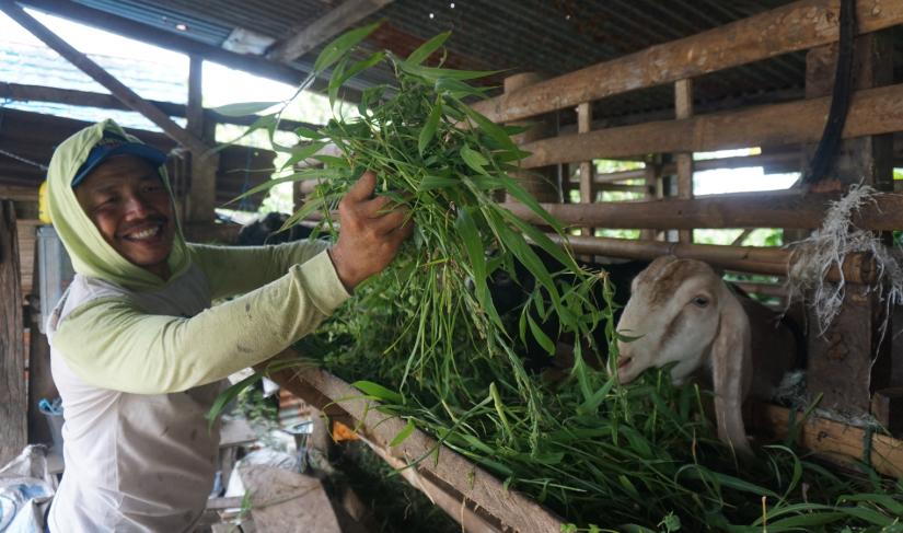 Sumanto, peternak kambing dari Komunitas Embek Rejang Lebong 