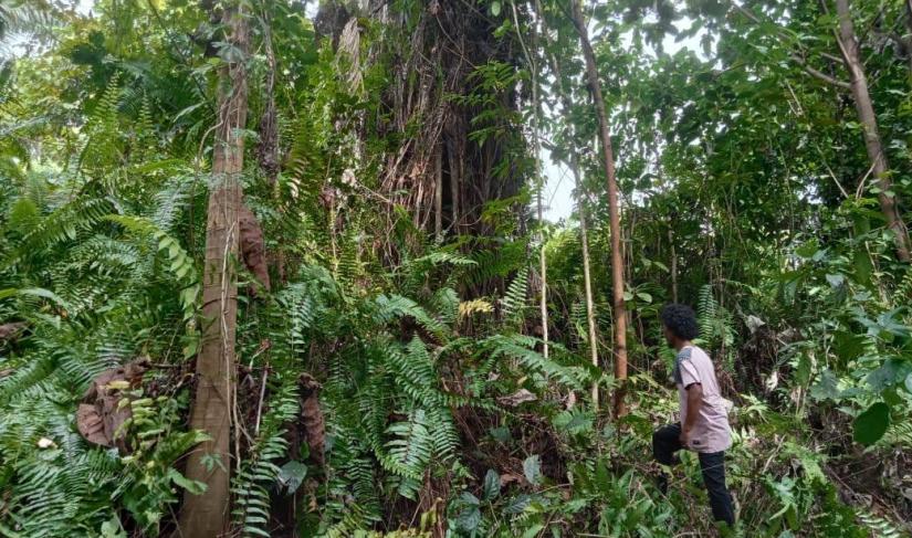 Lahan di Desa Serami Baru yang digugat PT DDP.