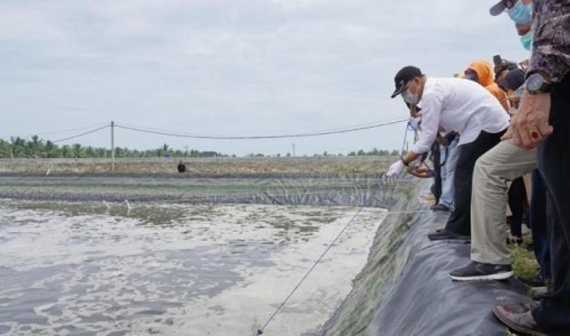 Gubernur Rohidin meninjau tambak ikan.