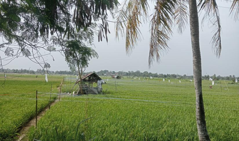 Hamparan sawah di Dusun Besar Kota Bengkulu.