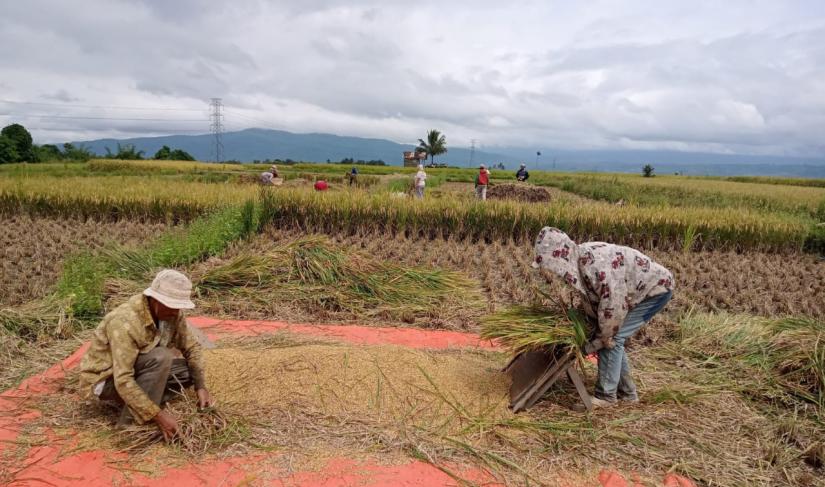 Petani lansia dominasi sumberdaya pertanian di Bengkulu.