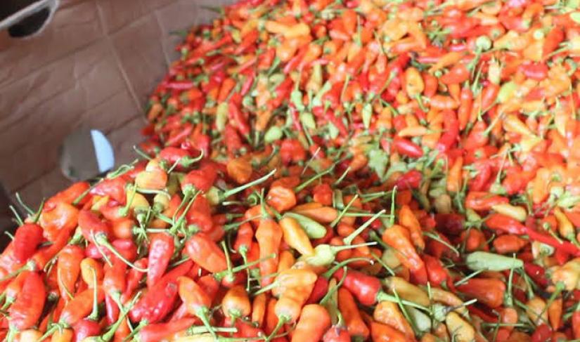 Cabai Rawit Merah.
