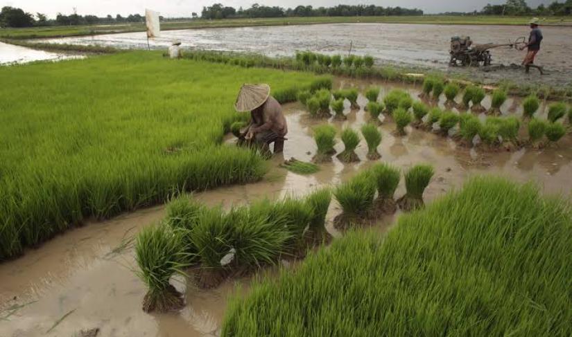 Persawahan di Kota Bengkulu.