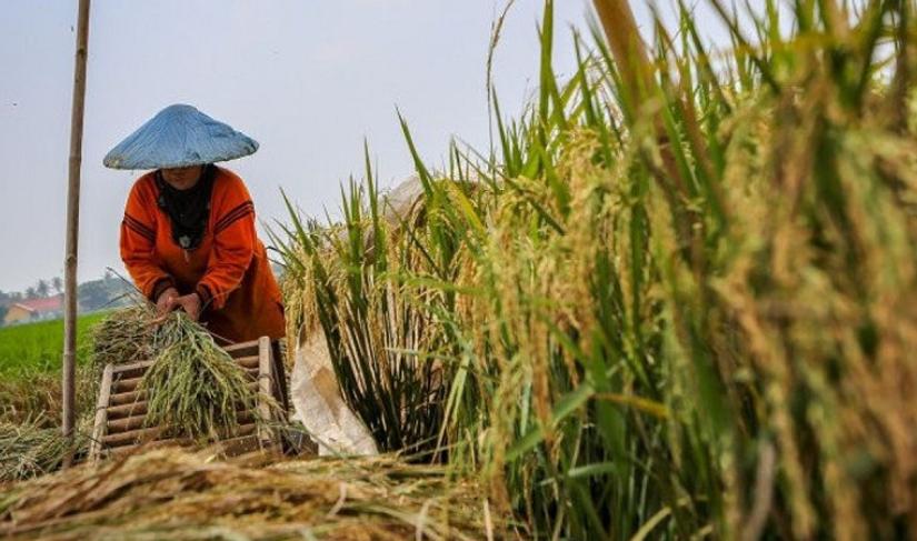 Peningkatan Nilai Tukar Petani di  Provinsi Bengkulu pada Maret 2023 Mencapai 144,32