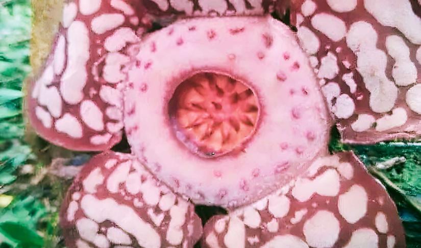 Rafflesia Haseltii.