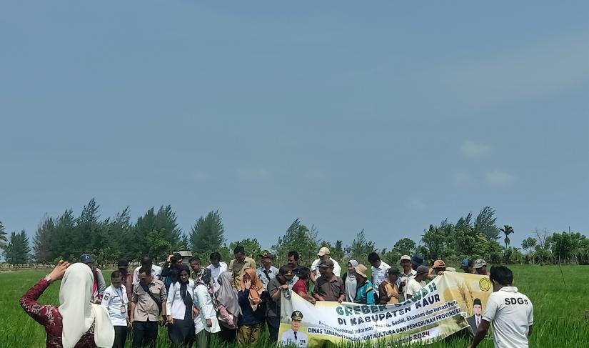 Dinas pertanian kaur Gerbak sawah di desa Gedung Menung Rabu,(07/08/2024)