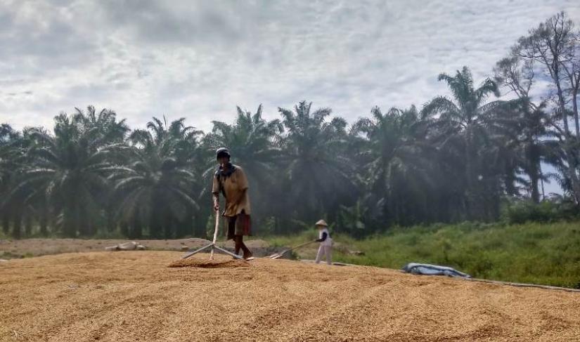 Petani sedang mengolah hasil panen gabah kering.