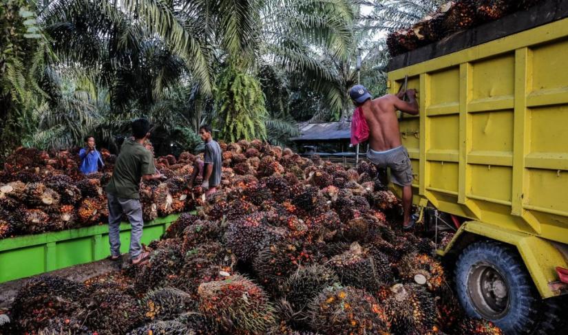 Petani memanen TBS sawit.