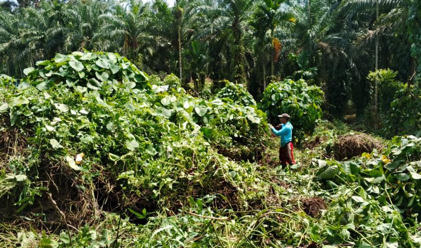 Tampak warga saat membersihkan lahan untuk dijadikan kebun jagung/Cun.
