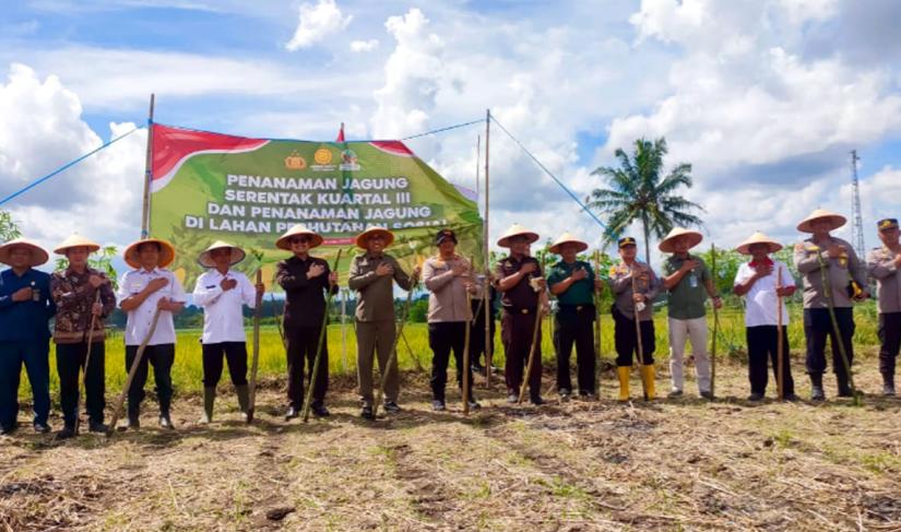 Ketua DPRD Kepahiang hadir dalam Penanaman Jagung Serentak di Desa Suro Lembak, langkah nyata dukung ketahanan pangan dan kemandirian desa.