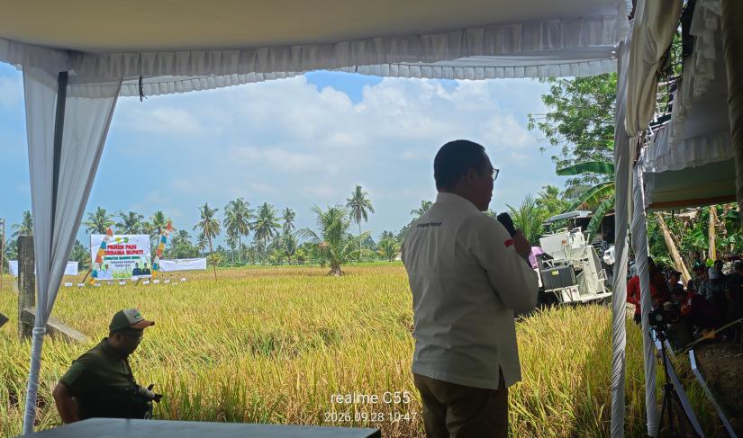 Hamparan sawah siap dipanen