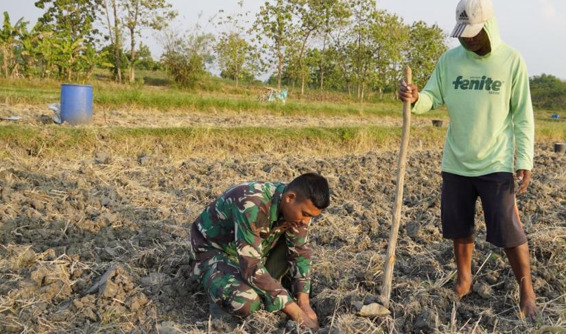 Serda Rizky Fislamy Septianto, Danru 3 SST-2 SSK Satgas TMMD ke-129 Kodim 0813 Bojonegoro, membantu petani menanam tembakau di lahan pertanian warga Desa Kesongo, Kecamatan Kedungadem, Kabupaten Bojonegoro, Minggu (09/08/2026). Foto: Deni Aripandi/Sumber TMMD Bojonegoro.
