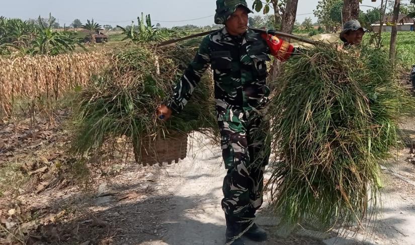 Kegiatan yang berlangsung pada Selasa (21/7/2026) itu menjadi potret sederhana namun penuh makna. Tanpa ragu, personel TNI memanggul ikatan rumput bersama warga dari lahan menuju rumah sebagai bentuk kepedulian terhadap aktivitas sehari-hari masyarakat.