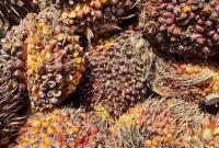 Ilustrasi TBS Sawit.