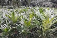 Bibit kelapa sawit/dok.net