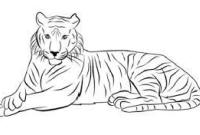 Ilusatrasi Harimau,  Harimau Sumatera kembali menampakkan diri di kawasan perkebunan Desa Sebilo Kecamatan Bengkulu Selatan