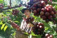 Perkebunan kopi di wisata alam Desa Batu Ampar.