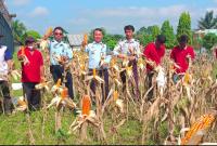 Lembaga Pemasyarakatan Kelas IIB Arga Makmur Kantor Wilayah Kementerian Hukum dan HAM Bengkulu melakukan Panen Jagung