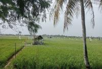 Hamparan sawah di Dusun Besar Kota Bengkulu.