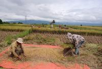 Petani lansia dominasi sumberdaya pertanian di Bengkulu.