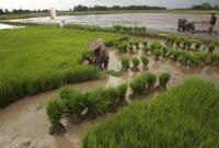 Persawahan di Kota Bengkulu.