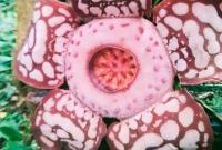 Rafflesia Haseltii.