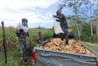 Tingkatkan Ketahanan Pangan, Kodim 0423/BU Sukses Panen Raya Jagung/Poto Redy Penarafflesia.com 