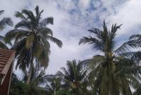 Pohon kelapa 