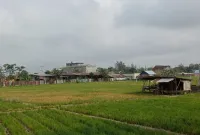 Ilustrasi persawahan di Bengkulu.